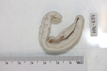 Media type: image;   Invertebrate Zoology HOL-694 Description: Preserved specimen.;
